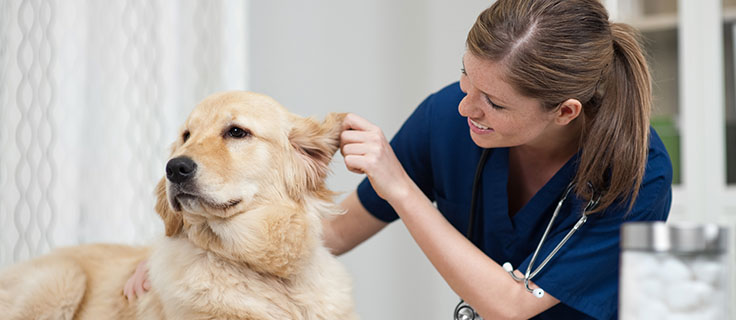 mobile dog groomer