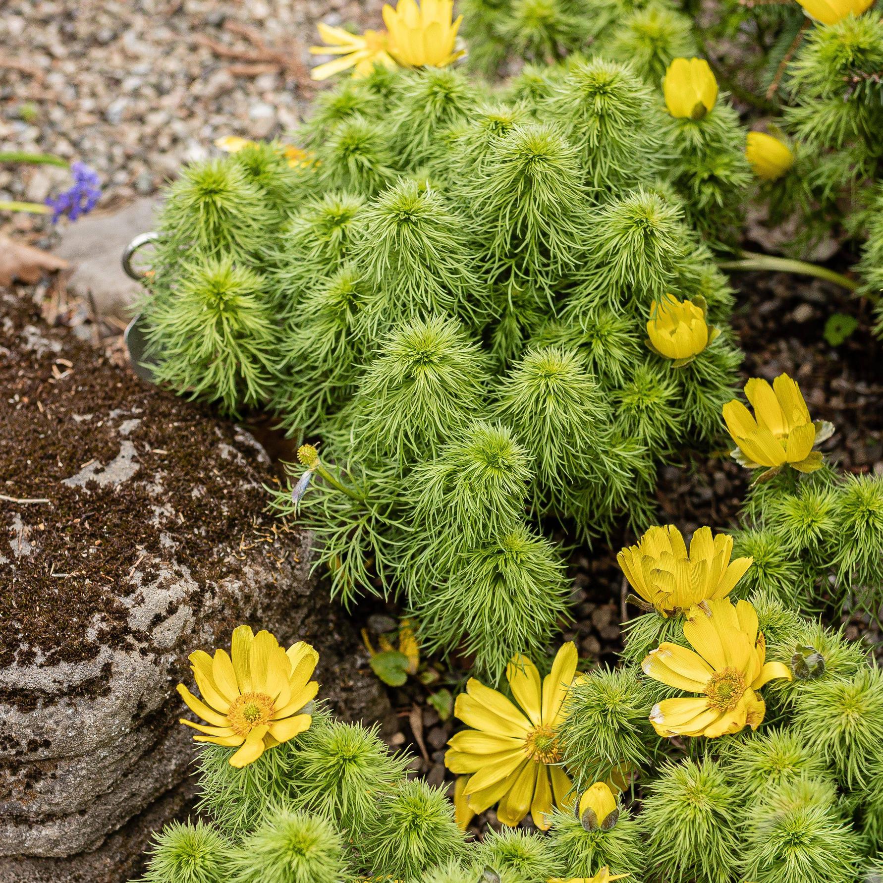 tips for growing vegetables