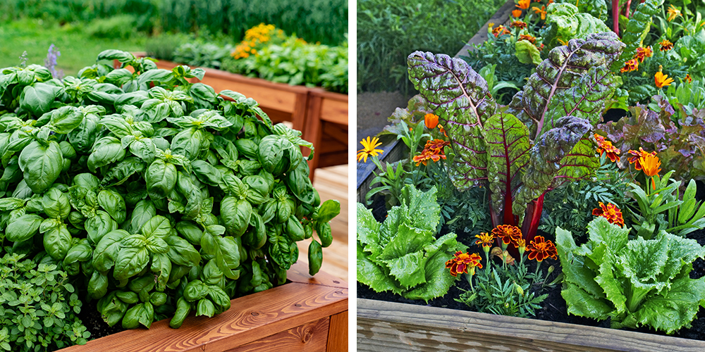 vegetable garden tips