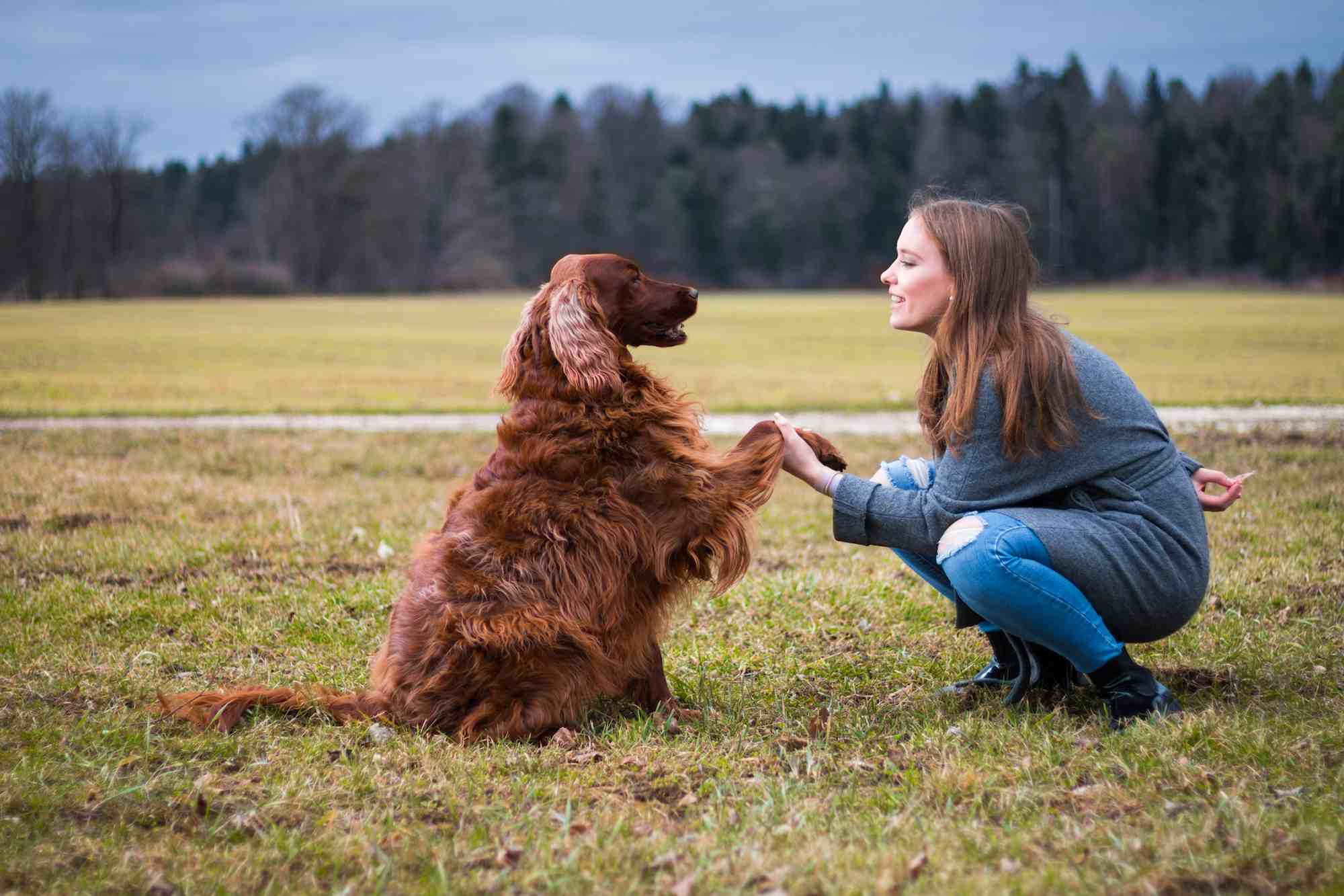 What does it mean to be a dog behaviorist?
