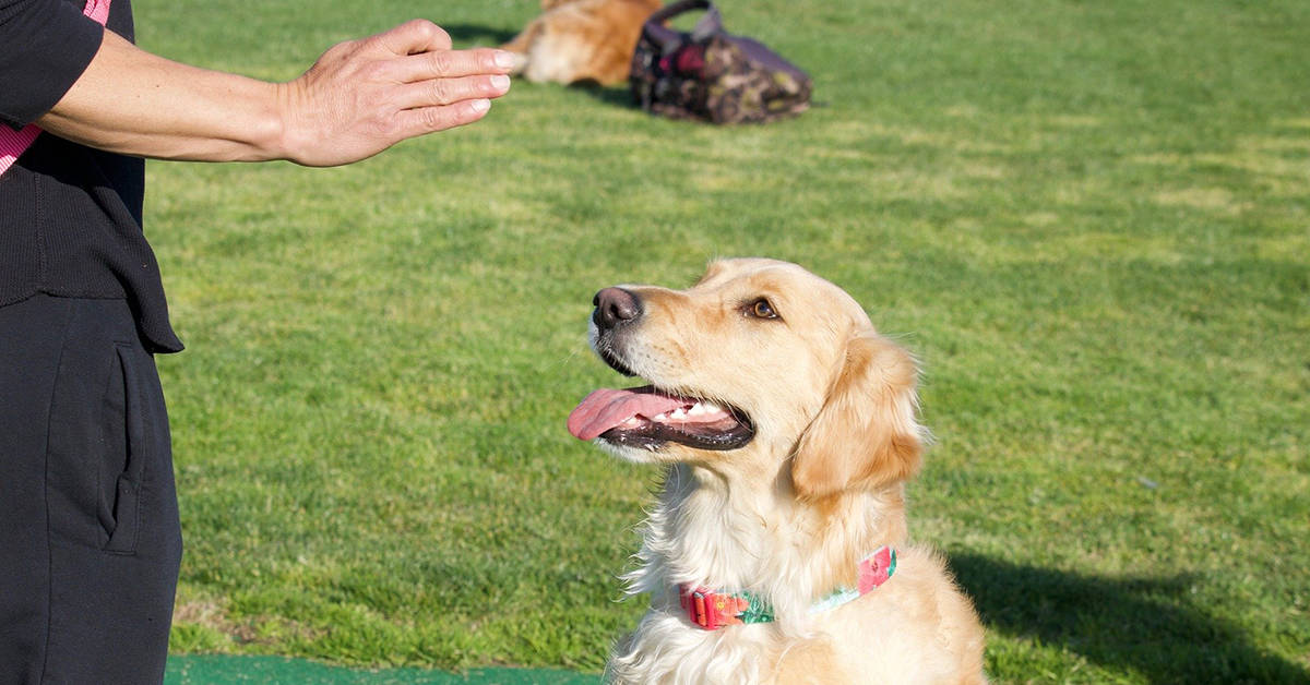 how to understand your dog body language