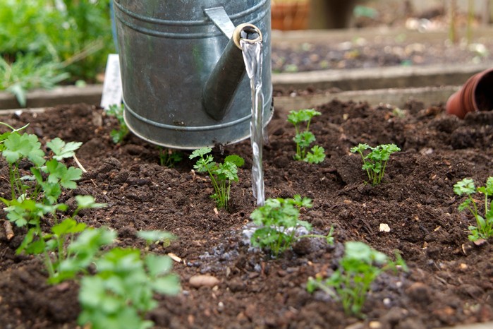 vegetable gardening ideas for small spaces