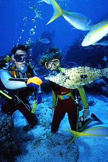 scuba diving lessons near me 63118