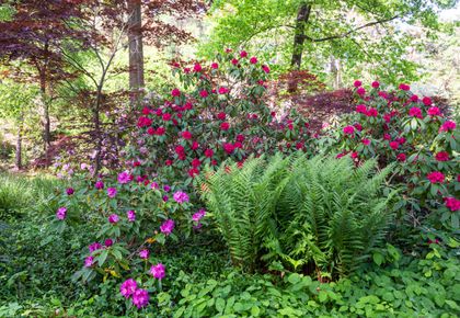 early spring gardening tips