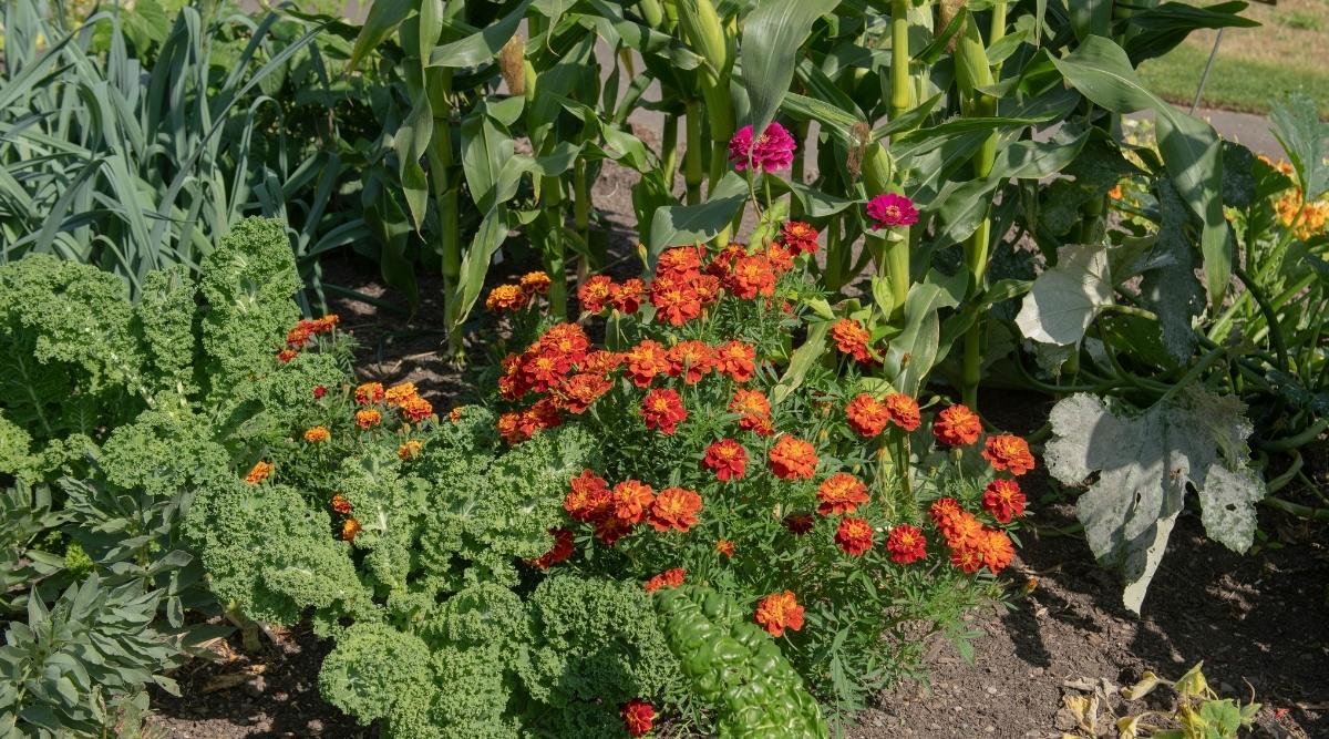 planting vegetable garden tips